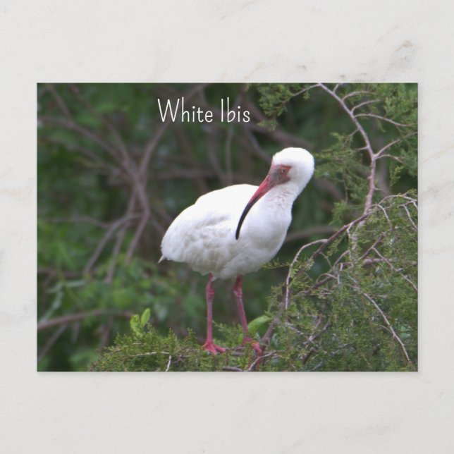 Carte postale Ibis blanc (Devant)
