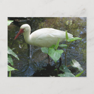 Carte Postale Ibis blanc américain
