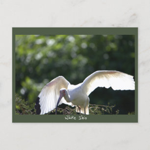 Carte postale Ibis blanche