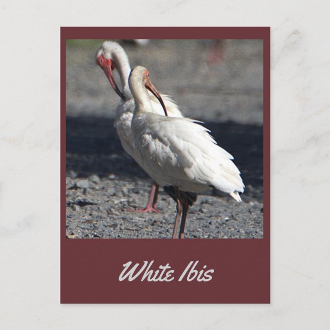Carte postale Ibis blanche (Devant)