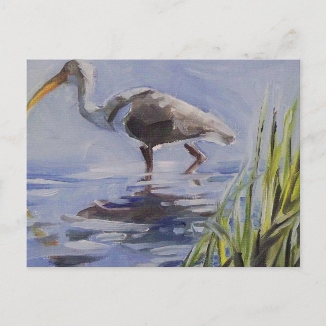 Carte Postale Ibis dans le Marais Grassy (Devant)