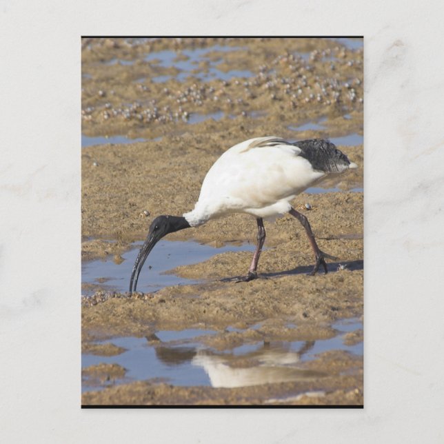 Carte Postale Ibis sacré (Devant)