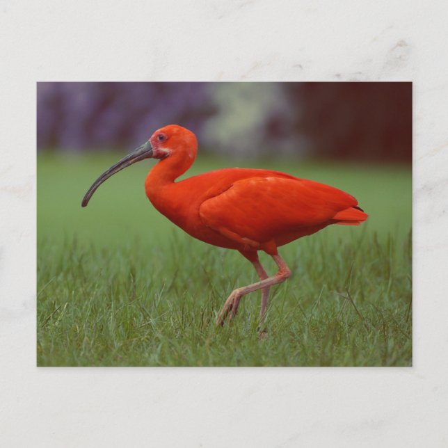 Carte Postale Ibis Scarlet (Devant)