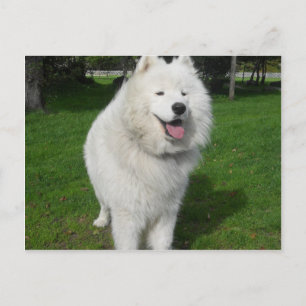 Carte Postale Ice bears...