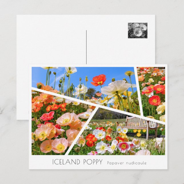 Carte Postale Iceland Poppy (Devant / Derrière)