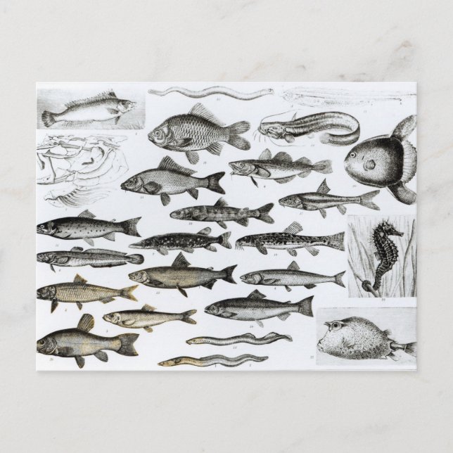 Carte Postale Ichthyologie, Poissons osseux, Marisipobranches (Devant)