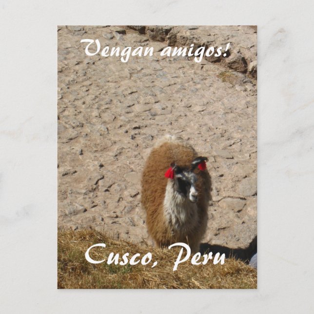 Carte Postale Ici lama de lama (Devant)