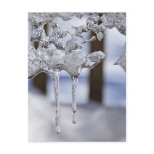 Icicules de printemps