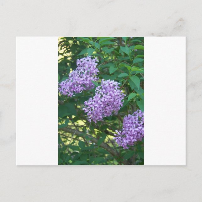 Carte Postale Idées cadeaux de colibri (Devant)