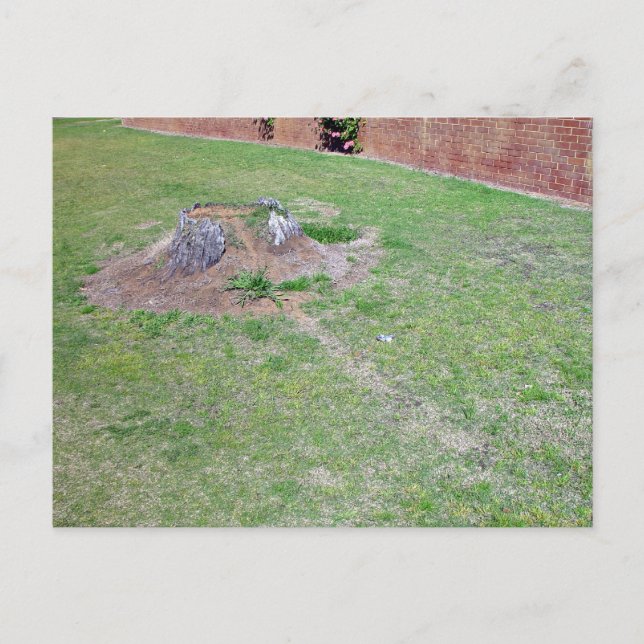 Carte Postale Idées paysannes pour couvrir une souche d'arbre (Devant)