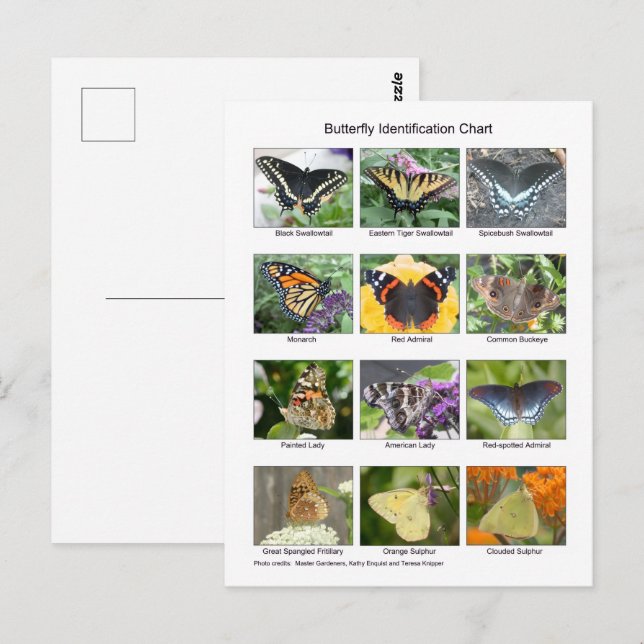 Carte Postale Identification des papillons  (Devant / Derrière)