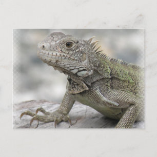 Carte postale Iguana