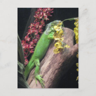 Carte Postale Iguana