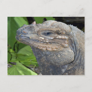 Carte postale Iguana