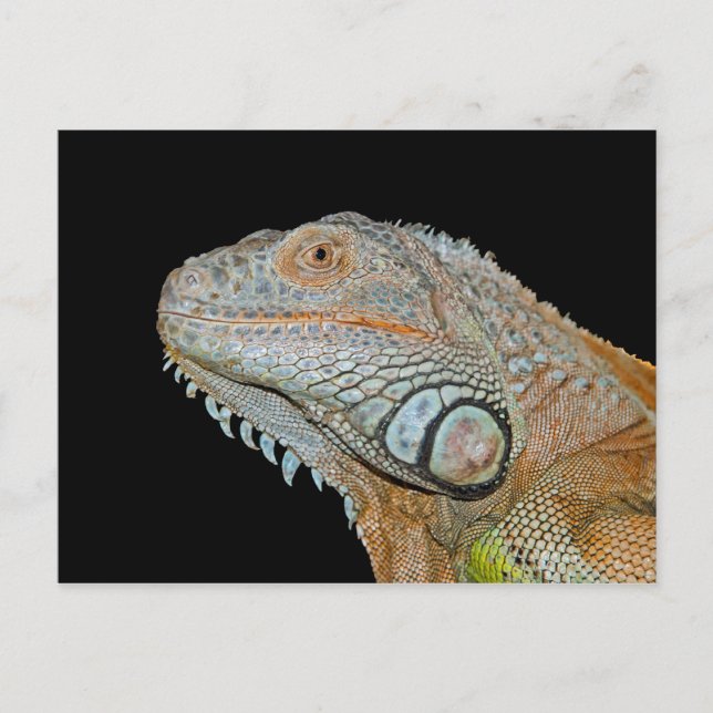 CARTE POSTALE IGUANA (Devant)