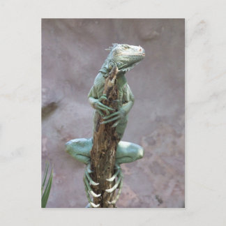 Carte postale Iguana