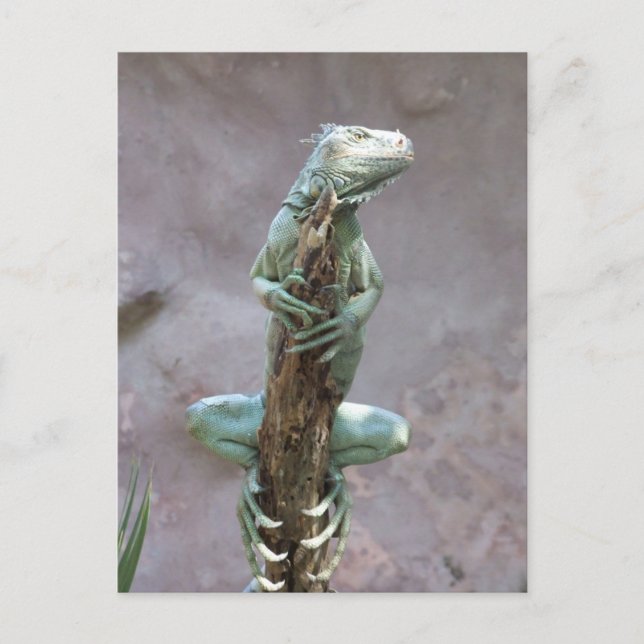 Carte postale Iguana (Devant)
