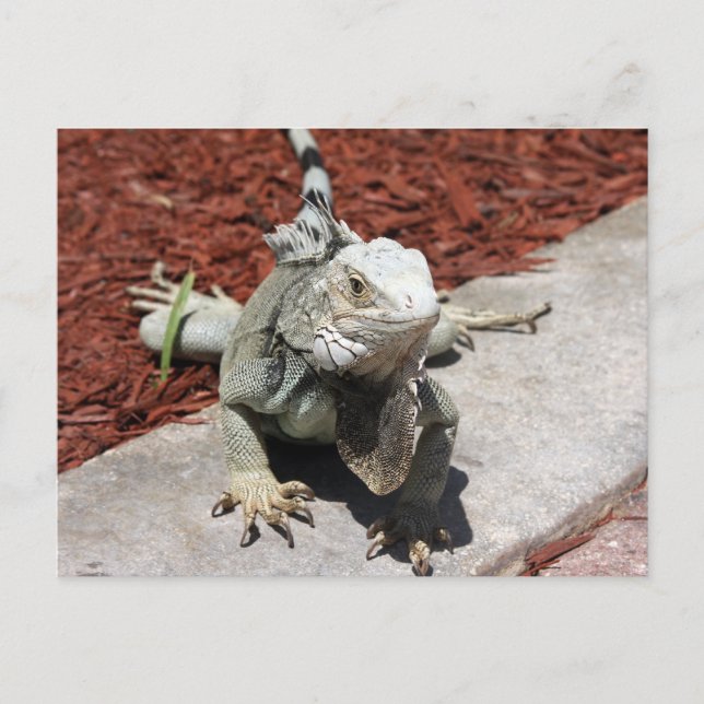 Carte Postale iguana (Devant)