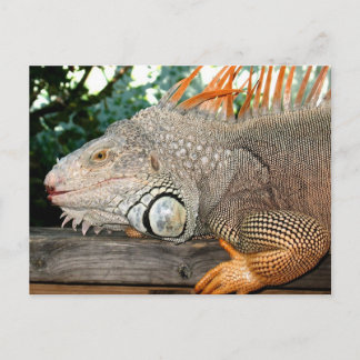 Carte Postale Iguana