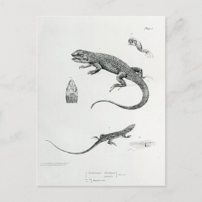 Carte Postale Iguana à coque (Devant)