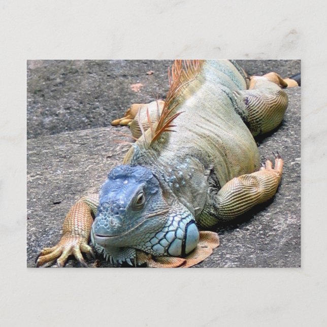 Carte Postale Iguana bleu (Devant)