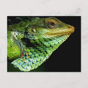 Carte postale Iguana Close-up Photo