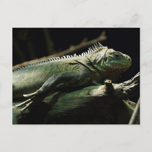 Carte Postale Iguana délicatissima (Devant)