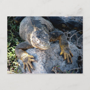 Carte Postale Iguana, Islas Plazas, Galapagos