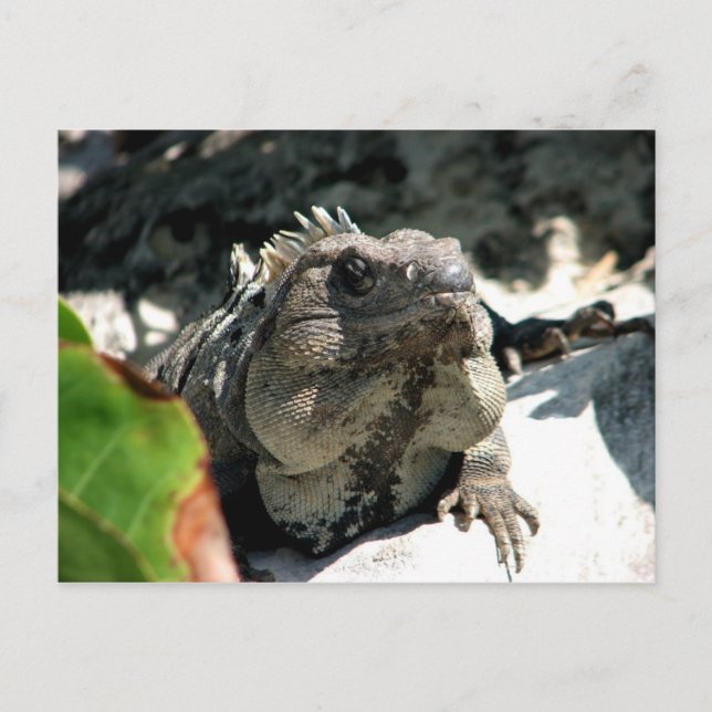 Carte Postale Iguana, Tulum, Mexique (Devant)