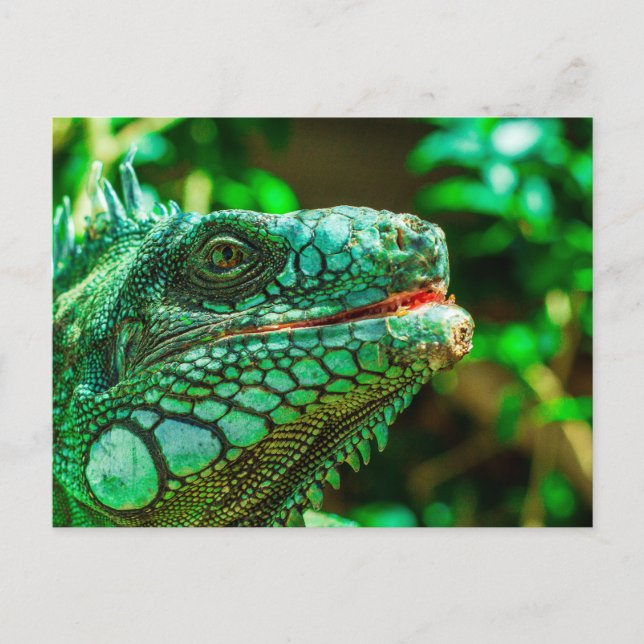 Carte Postale Iguana verte (Devant)