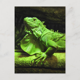 Carte Postale Iguana verte