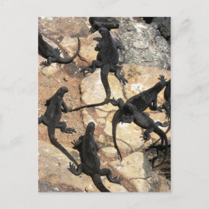 Carte Postale Iguanas, Islas Plazas, Galapagos