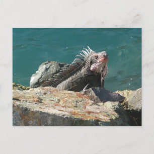 Carte Postale Iguane à St-Thomas