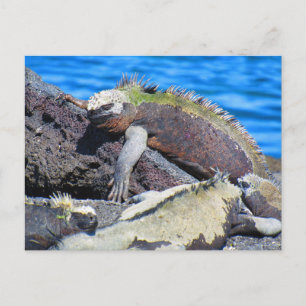 Carte Postale iguane marin des Galapagos