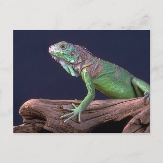 Carte Postale iguane vert (Devant)
