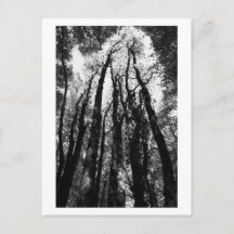 Il était une fois dans les bois