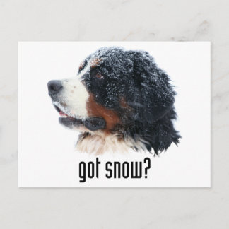 Carte Postale il y a de la neige ? Chien de montagne bernois