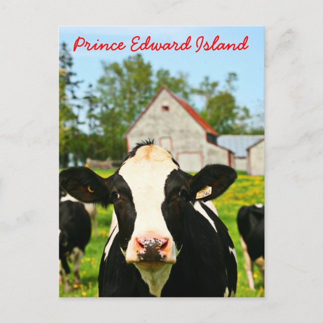 Carte Postale Île-du-Prince-Édouard Vache laitière (Devant)