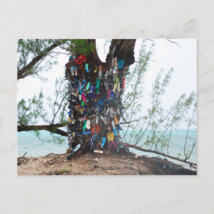 Carte Postale Iles Cayman : arbre à chaussures par océan