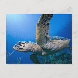 Carte Postale Iles Cayman, Île Little Cayman, Sous-marin
