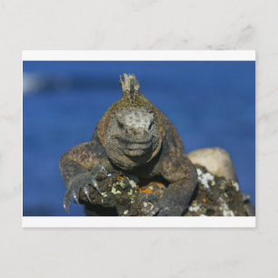 Carte Postale Îles de la mer de Galapagos