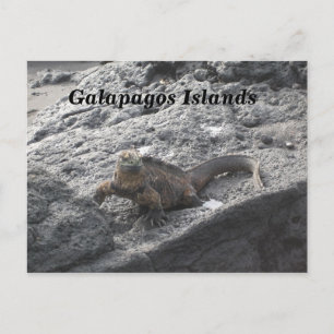 Carte Postale Îles Galapagos