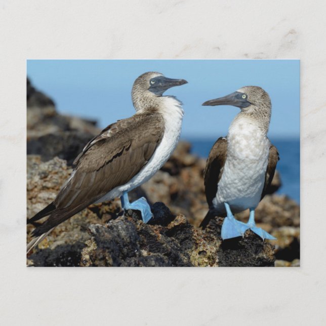 Carte Postale Îles Galapagos, île d'Isabela (Devant)