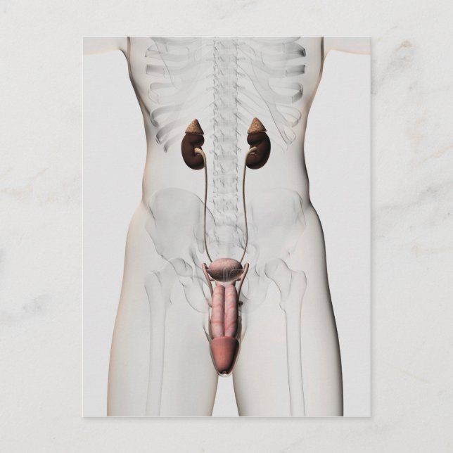 Carte Postale Illustration 3D Du Système Reproductif Homme 3 (Devant)