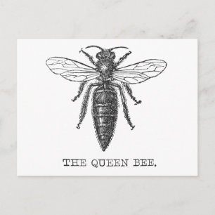 Carte Postale Illustration Antique d'Insecte de Bourdon Reine Ab
