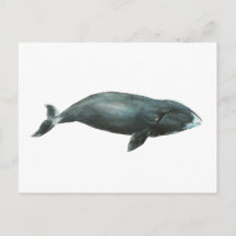 Illustration aquarelle de baleine boréale
