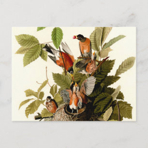 Carte Postale Illustration Audubon American Robin Wildlife Bird