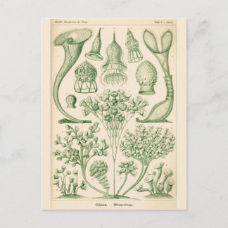 Carte Postale Illustration biologique de la flore verte