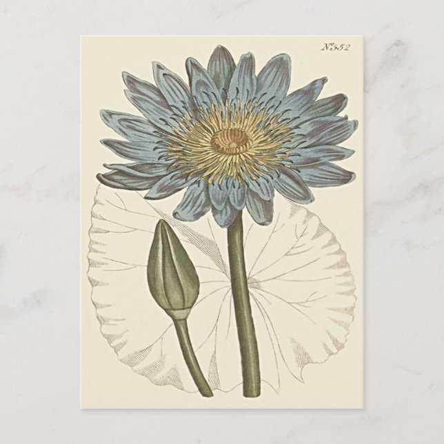 Carte Postale Illustration Blue Water Lily (Devant)