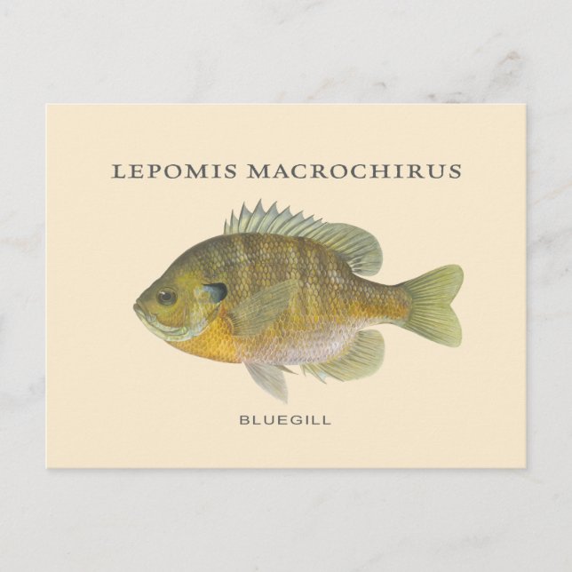 Carte Postale Illustration Bluegill Pêche (Devant)